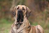FILA BRASILEIRO 005